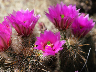 Barrek cactus flower