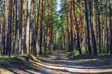 A country road in a pine forest