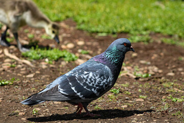 pigeon in the park