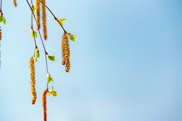 Birch earrings large on a blue background