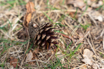 Naklejka na ściany i meble Single dry pine cone on the ground