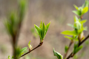 Green spring leaves, fresh buds on twigs in springtime beginning