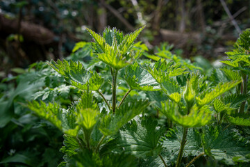 Urtica dioica, often called common nettle or stinging nettle