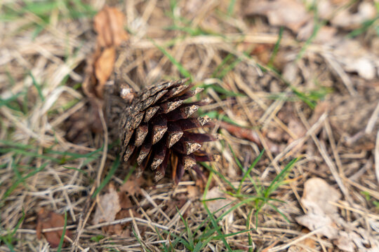 Single dry pine cone on the ground