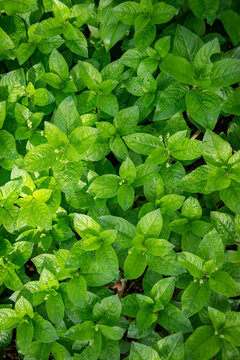 Dog's mercury, Mercurialis perennis, growing in wood. Mass of woodland plants in flower in British spring, in the family Euphorbiaceae