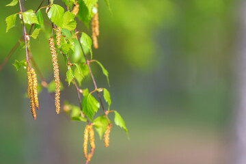 Young branches of birch leaves with catkins