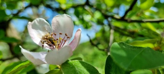 bee and quince nectar