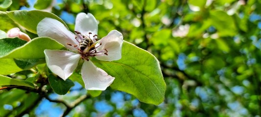 bee and quince nectar