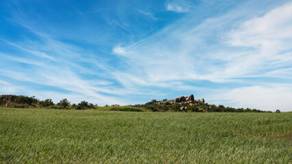 Lovely view of growing wheat field in Menifee, Califronia.