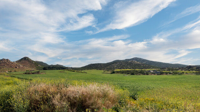 Beautiful view of growing wheat field in Menifee, Califronia.