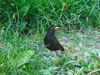 Blackbird in the grass in Romania. Turdus merula