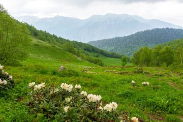 rhododendron flowers in the caucasus mountains