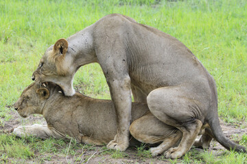 Fototapeta premium deer and calf