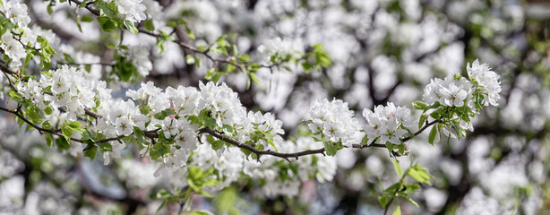 White pear blossom in spring garden, background.