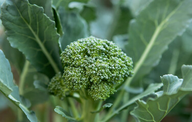 harvest of broccoli in the garden
