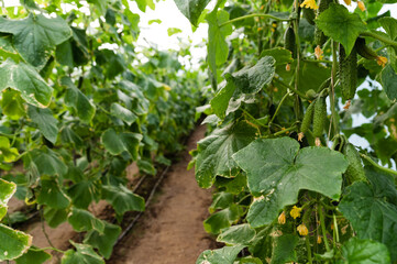 cucumbers ripen in a greenhouse. home harvest. Harvest in a greenhouse. homemade vegetables. Cucumbers in a greenhouse. Cucumbers on a branch.