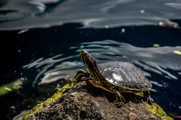 turtle on the water