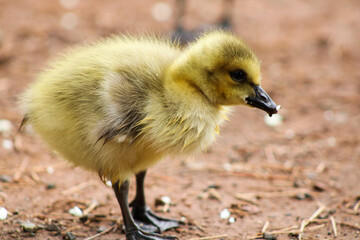 baby goose