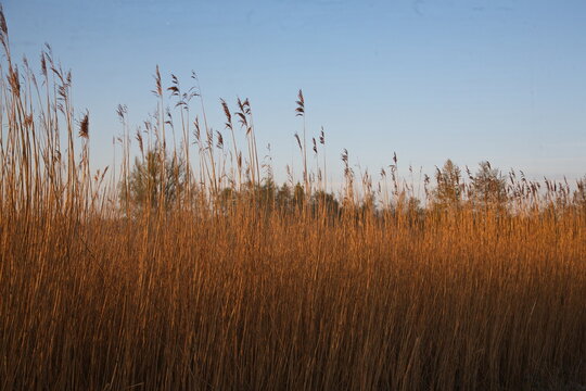 Riet in Overijssel