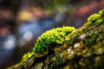 Bright green moss growing on the dead branch in the woods with a colorful background adds to the scene.  The forest is painted in many hues this warm Spring day in Upstate NY.