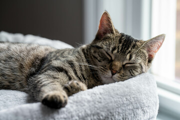 Sleeping cat on a cat tree bed near a sunny window