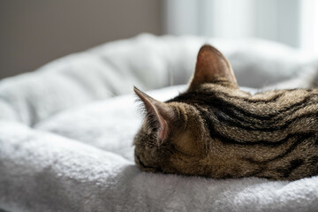 Sleeping cat from behind lying down on a cat bed near a sunny window
