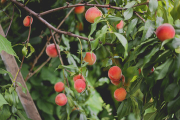 Peaches on the tree