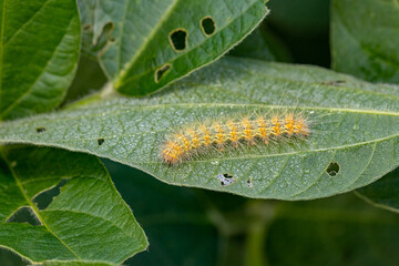 Saltmarsh Caterpillar eating soybean plant leaf causing damage and injury. Agriculture crop...