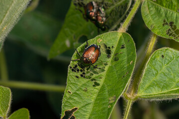 Japanese beetle eating leaf of soybean plant. Agriculture insects, pest control and crop damage...