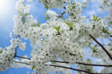 Beautiful, bright flowers in a spring sun-drenched park.