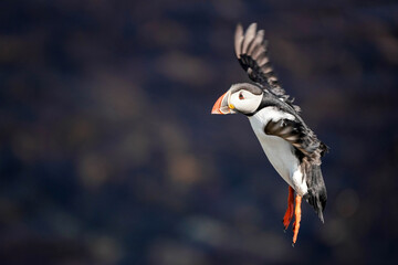 Atlantic Puffin - Approach