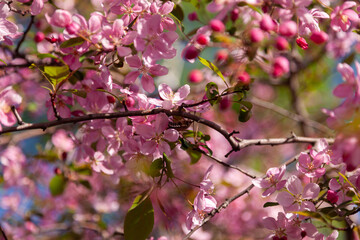 Fototapeta na wymiar Branches of a blooming wild apple tree and an Apple Blossom Beetle sitting on a leaf. Pink flowers on the branches of an apple tree on a bright spring sunny day. Tropinota hirta. Selective focus.
