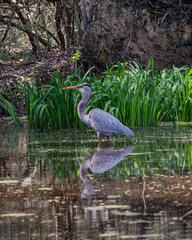 Great Blue heron in Texas Bayou Grey 