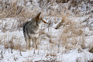 Coyote - Snow - Colorado