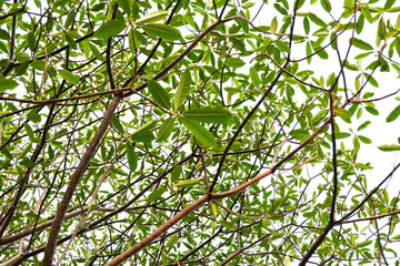 green leaves on a branch