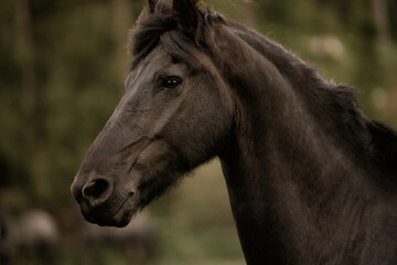 Obraz na płótnie Canvas Portrait of a black horse outdoors