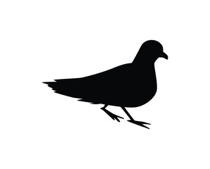 Snow petrel black silhouette, flat vector illustration isolated on white background.