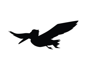 Pelican silhouette, black icon flat vector illustration isolated on white background.