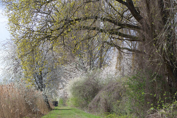 tree in the forest