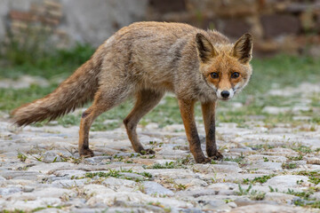 terrestrial animals, beautiful, red, view, sitting, mammal, wildlife, vulpes, attentive, scavenger, fur, deserted, on top, vulpes vulpes, human environment, brown, look, morning, color, cautious, cute