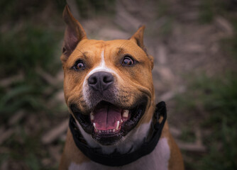 2023-04-30 A TAN AND WHITE PITBULL MIX LOOKING UP WITH A HAPPY LOOK ON HIS FACE AND A BLURRY BACKGROUND