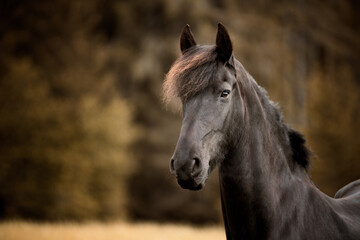 Portrait of a black horse outdoors