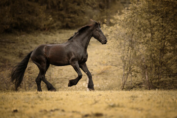 black horse gallop