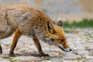 Naklejka na ściany i meble terrestrial animals, beautiful, red, view, sitting, mammal, wildlife, vulpes, attentive, scavenger, fur, deserted, on top, vulpes vulpes, human environment, brown, look, morning, color, cautious, cute