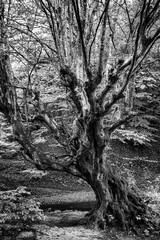 Beautiful big old tree in the forest. Black and white view