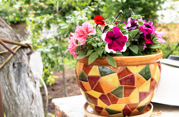 petunia flowers in a pot at their summer cottage