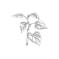 Hand drawn monochrome sunflower's stem with leaves sketch style