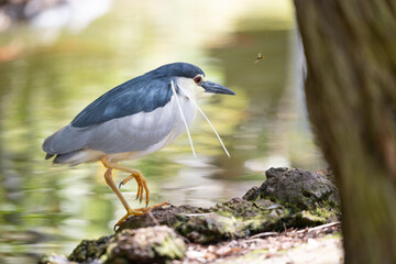 Black-crowned Night Heron (Nycticorax nycticorax) beside water, Tenerife, Canary Islands (April)