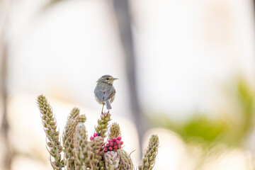Small bird in Tenerfie, possible ID as Canary Island Chiffchaff (April)