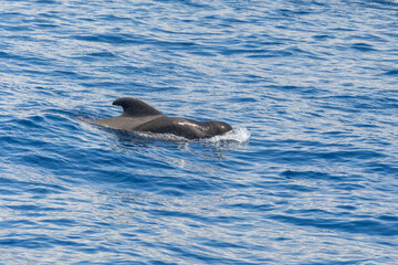 Male Short-finned pilot whales viewed from tourist boat trip between Costa Adeje /Las Americas and La Gomera island. Tenerife, Canary Islands (April)